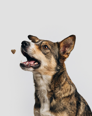 Fur &amp; Skin Supplement Complementary Feed for Dogs for Beautiful Coat and Healthy Skin Oggo 180 g